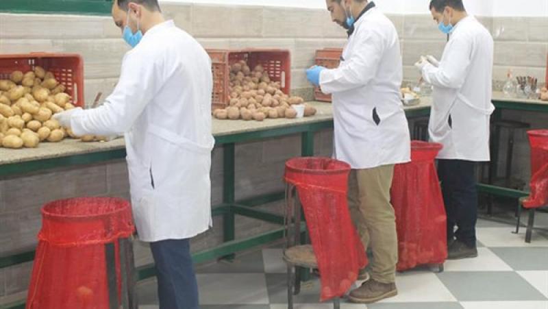 تقاوي بطاطس