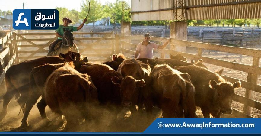 خطة ترامب لاستيراد لحوم الأبقار الأرجنتينية تغضب المزارعين الأمريكيين