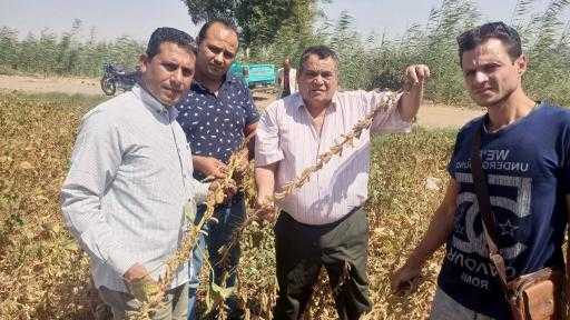 ”الزراعة” تكثف جهودها لتفعيل منظومة الزراعة التعاقدية للمحاصيل الزيتية بـ3 محافظات