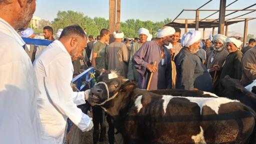 تحصين أكثر من 700 ألف رأس ماشية ضد الحمى القلاعية والوادي المتصدع... تحصين أكثر من 700 ألف رأس ماشية ضد الحمى القلاعية والوادي المتصدع خلال 5 أيام