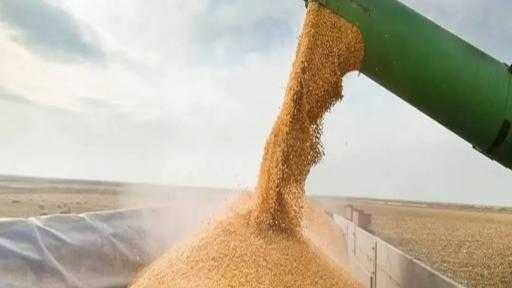 ستاندرد آند بورز: نمو متوقع في واردات مصر من الذرة إلى 9.5... ستاندرد آند بورز: نمو متوقع في واردات مصر من الذرة إلى 9.5 مليون طن بدعم من صناعة الأعلاف والدواجن