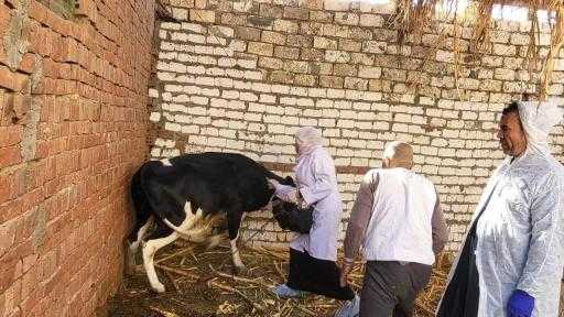 ”الخدمات البيطرية”: تحصين أكثر من 1.5 مليون رأس ماشية حتى الآن ضمن... ”الخدمات البيطرية”: تحصين أكثر من 1.5 مليون رأس ماشية حتى الآن ضمن الحملة القومية