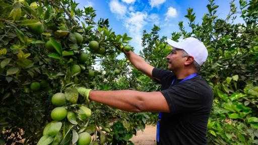 بدء الموسم التصديري لمحصول البرتقال منتصف ديسمبر المقبل بدء الموسم التصديري لمحصول البرتقال منتصف ديسمبر المقبل