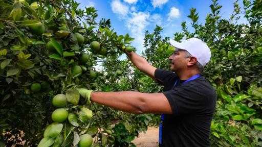 وزير الزراعة: المفوضية الأوروبية تُخفض نسب الفحوصات الإضافية المفروضة على شحنات الموالح إلى 10%