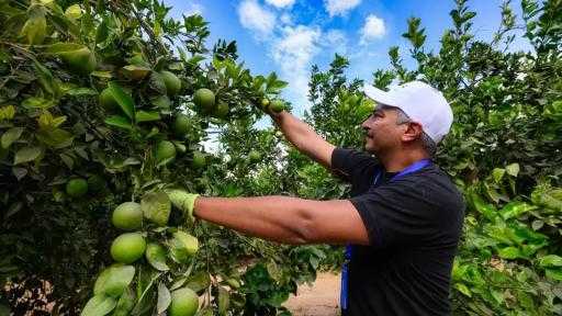 ”الزراعة” تفتح سوق الدومينيكان أمام الموالح والرمان