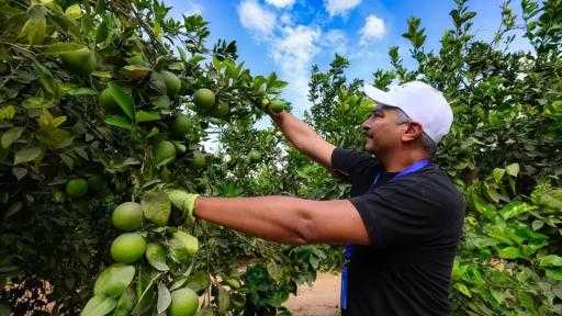 منها البرتقال والليمون.. فتح سوق بنما أمام 4 منتجات زراعية مصرية