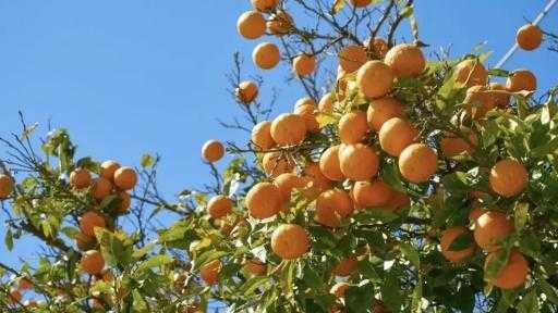 خاصة البرتقال والبطاطس.. وزير الزراعة: السمعة الطبية للمحاصيل المصرية تجعلنا ننافس بقوة... خاصة البرتقال والبطاطس.. وزير الزراعة: السمعة الطبية للمحاصيل المصرية تجعلنا ننافس بقوة في قلب أوروبا