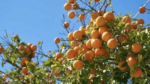 الموالح والبطاطس في المقدمة.. الصادرات الزراعية المصرية تتجاوز 3.7 ملايين طن خلال العام الجاري