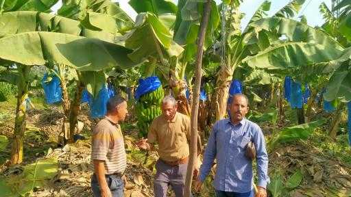 تصدير أكثر من مليون شتلة فراولة و122 ألف شتلة فاكهة خلال أكتوبر... تصدير أكثر من مليون شتلة فراولة و122 ألف شتلة فاكهة خلال أكتوبر الماضي