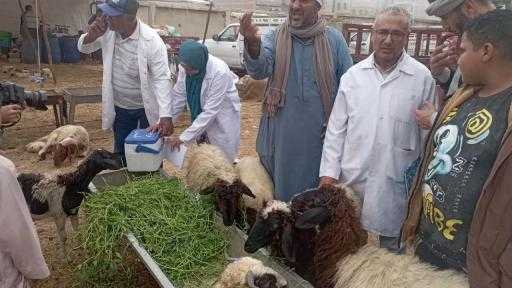 ”الزراعة”: 6.5 ملايين جرعة لتحصين الماشية ضد الحمى القلاعية وحمى الوادي المتصدع ”الزراعة”: 6.5 ملايين جرعة لتحصين الماشية ضد الحمى القلاعية وحمى الوادي المتصدع