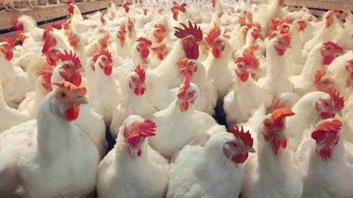 ”الزراعة”: تحصين 1.5 مليون طائر خلال أكتوبر لتعزيز الأمان الحيوي