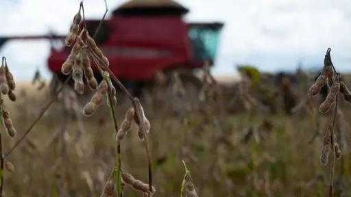 الصين توقف واردات فول الصويا من منشآت برازيلية إثر مخاوف صحية الصين توقف واردات فول الصويا من منشآت برازيلية إثر مخاوف صحية