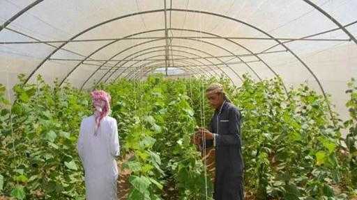 ”بحوث الصحراء” يُطلق أول مكتبة إلكترونية لخدمة مزارعي التجمعات التنموية بسيناء ”بحوث الصحراء” يُطلق أول مكتبة إلكترونية لخدمة مزارعي التجمعات التنموية بسيناء