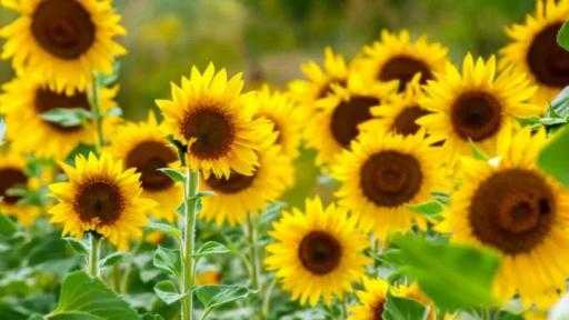 أسعار بذور عباد الشمس في أوكرانيا تواصل ارتفاعها