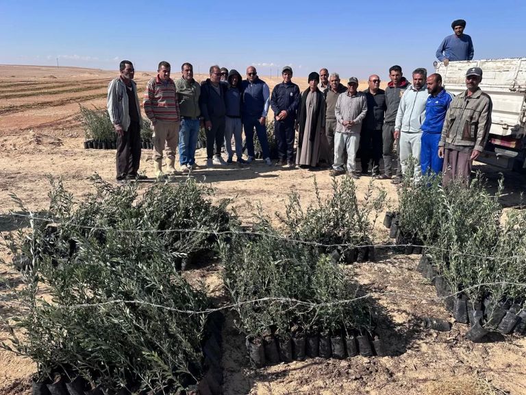 توزيع الشتلات