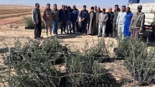 ”الزراعة” تُوزع شتلات الزيتون على منتفعي التجمعات التنموية في سيناء