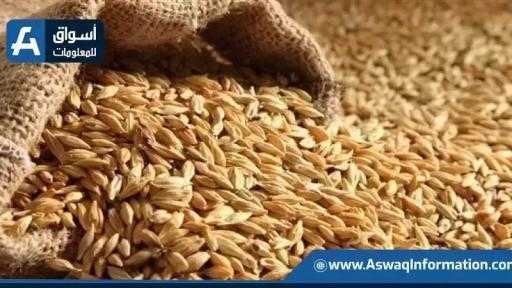 وزارة الزراعة الأمريكية ترفع تقديرات إنتاج القمح العالمي وسط وفرة في محاصيل روسيا والأرجنتين