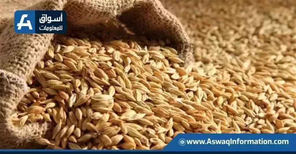 القمح الفرنسي