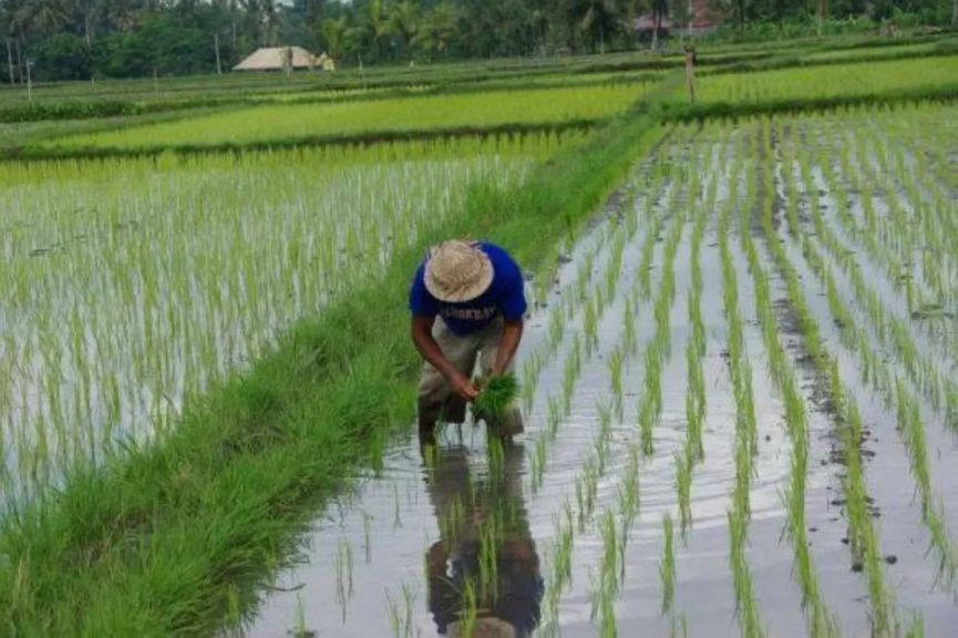 فيتنام تتوقع تراجع صادرات الأرز 11.5% بسبب حظر الفلبين