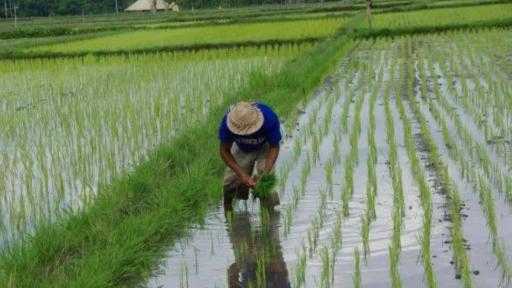 فيتنام تتوقع تراجع صادرات الأرز 11.5% بسبب حظر الفلبين فيتنام تتوقع تراجع صادرات الأرز 11.5% بسبب حظر الفلبين