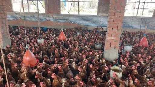 ”الطب البيطري” تُطلق حملة لتوعية مربي الدواجن بإجراءات الأمان الحيوي| صور