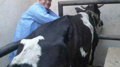 «الزراعة»: تحصين الماشية بأكثر من 8.1 مليون جرعة للقاحي «الحمى القلاعية» و«الوادي المتصدع»