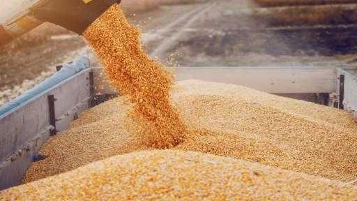 الأردن يعتمد على الواردات لتغطية معظم احتياجات الحبوب الأردن يعتمد على الواردات لتغطية معظم احتياجات الحبوب