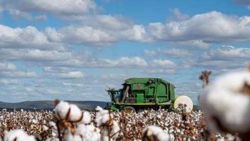 أستراليا تخفض توقعات إنتاج القطن والأرز لموسم الصيف