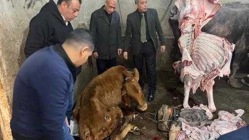 ”الخدمات البيطرية” تضبط 189 طن من اللحوم ومنتجاتها غير الصالحة للاستهلاك الآدمي ”الخدمات البيطرية” تضبط 189 طن من اللحوم ومنتجاتها غير الصالحة للاستهلاك الآدمي