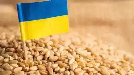أمريكا تثبت توقعاتها لصادرات القمح الأوكراني عند 12.5 مليون طن