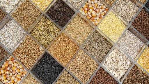 مجلس الوزراء يُوافق على تأسيس شركة لإنتاج تقاوي الخضر والفاكهة