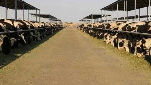 من الأعلاف إلى اللحوم.. ”مستقبل مصر” يقود منظومة متكاملة لدعم الإنتاج الحيواني|... من الأعلاف إلى اللحوم.. ”مستقبل مصر” يقود منظومة متكاملة لدعم الإنتاج الحيواني| إنفوجراف