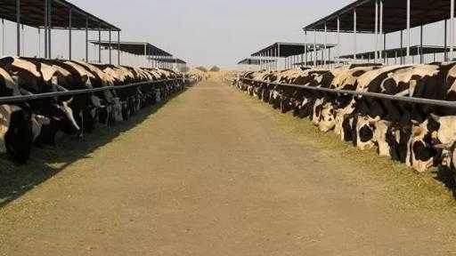 إطلاق الحملة القومية للتحصين ضد مرض الجلد العقدي في الأبقار وجدري الأغنام إطلاق الحملة القومية للتحصين ضد مرض الجلد العقدي في الأبقار وجدري الأغنام