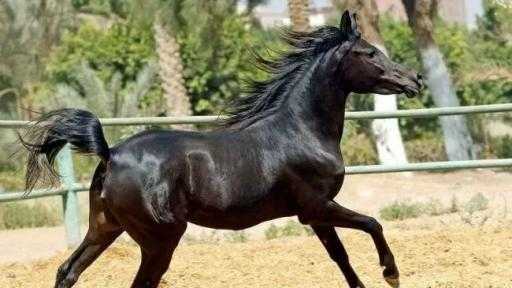 عاجل | إعادة فتح السوق الأردني أمام صادرات مصر من الخيول العربية عاجل | إعادة فتح السوق الأردني أمام صادرات مصر من الخيول العربية