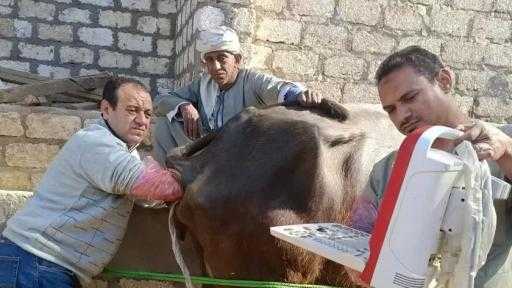 ”الخدمات البيطرية” تُنفذ 241 قافلة علاجية وإرشادية مجانية خلال يناير