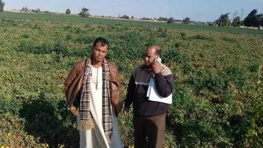 ”الزراعة” تتابع المحاصيل الشتوية ومكافحة النمل الأبيض بالصعيد| صور