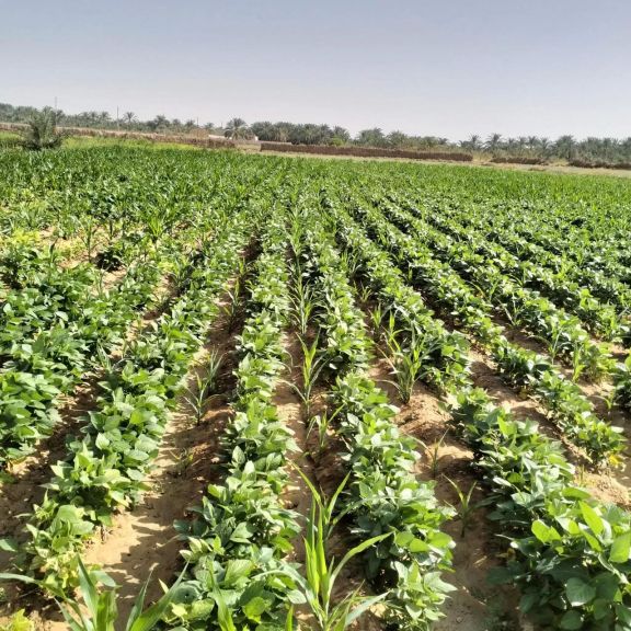 زراعة فول الصويا بالوادي الجديد