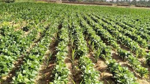 ”بحوث الصحراء” ينجح في زراعة فول الصويا بالوادي الجديد ”بحوث الصحراء” ينجح في زراعة فول الصويا بالوادي الجديد