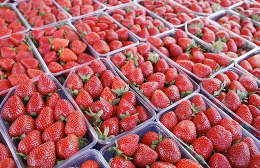 الفراولة الطازجة