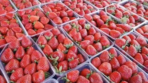 الزراعة تعلن فتح السوق الأوزبكي أمام صادرات مصر من الفراولة الطازجة الزراعة تعلن فتح السوق الأوزبكي أمام صادرات مصر من الفراولة الطازجة