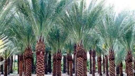 ”مصدري الحاصلات البستانية” يُوفر أنسجة وشتلات نخيل الأصناف التصديرية المتميزة