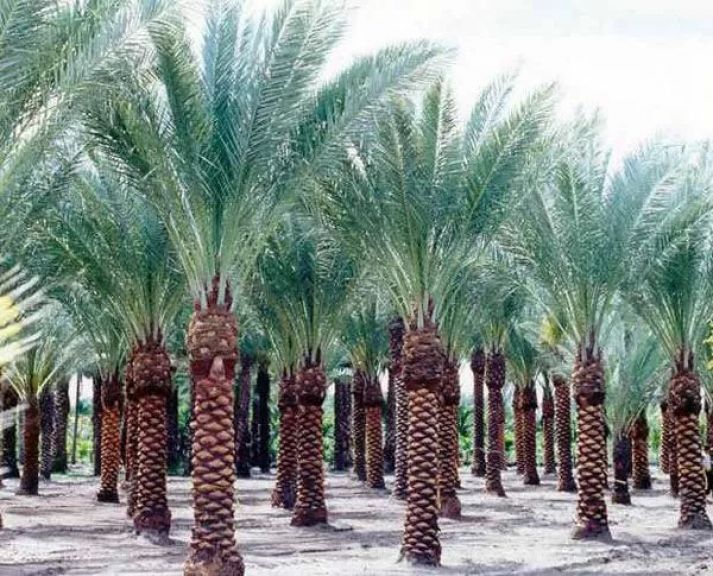 أرشيفية