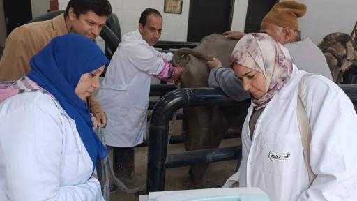 ”الخدمات البيطرية” تلقح 60.5 ألف رأس ماشية صناعيًا خلال ديسمبر