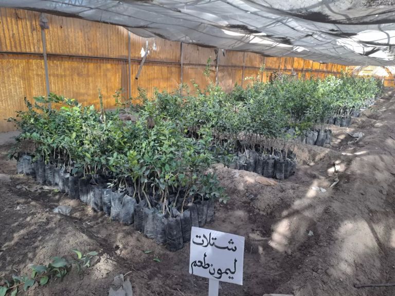 مشاتل القطاع