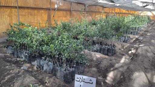 ”الزراعة” تتابع سير العمل بمزارع ومشاتل قطاع الإنتاج في المحافظات| صور