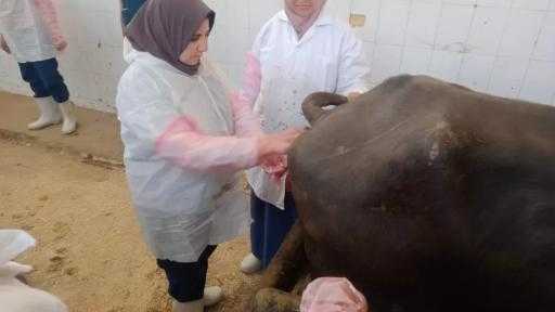 ”الزراعة” تنفذ 5 قوافل بيطرية مجانية ببني سويف| صور