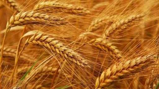 الحكومة: دعم الفلاح بـ4 مليارات جنيه إضافية فروق سعر القمح