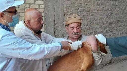 ”الخدمات البيطرية” تُحصن 16311 كلبًا منذ يناير وحتى اليوم