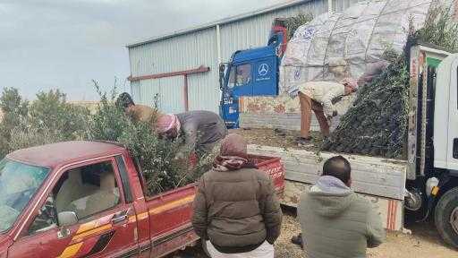 ”الزراعة” توزع 33 ألف شتلة زيتون بالمجان على المزارعين بالتجمعات البدوية ببراني والسلوم| صور