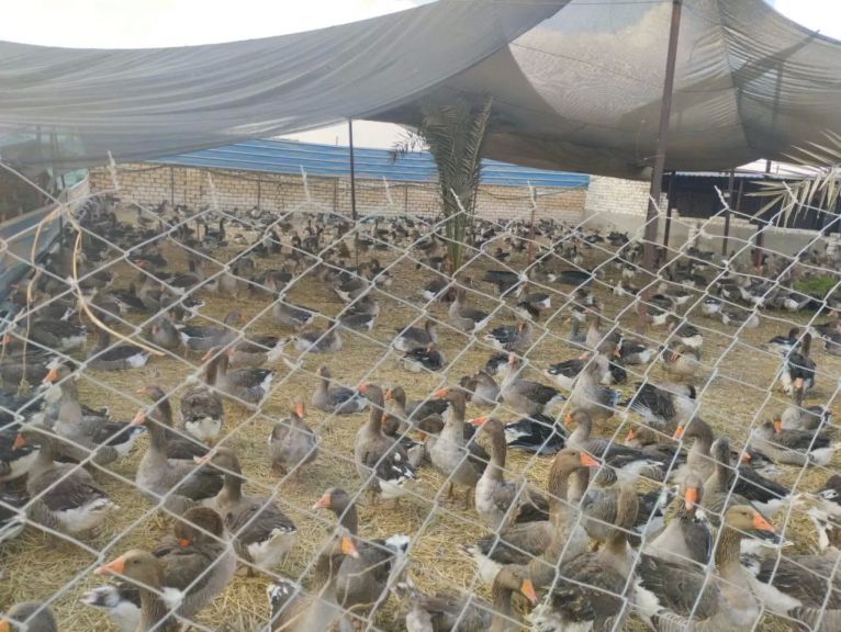 جانب من الحملات